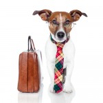 business dog with a leather bag