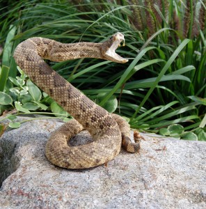 rattlesnake