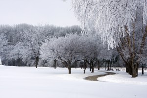 Fresh batch of snow on layers tree branches in a park.