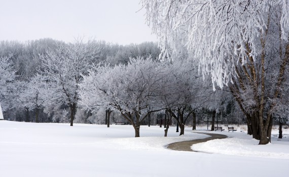 Fresh batch of snow on layers tree branches in a park.