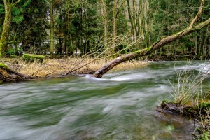 Tree in River