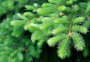 new fir branch in spring forest, green tone