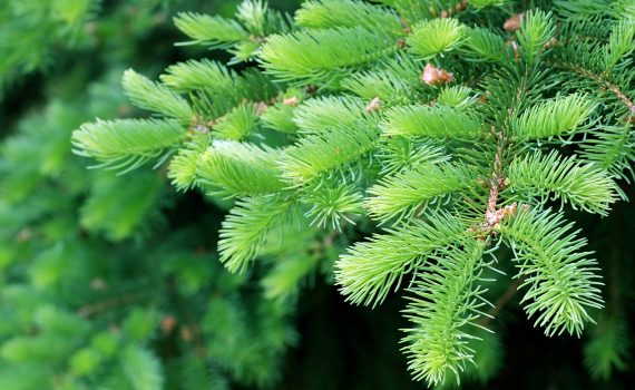 new fir branch in spring forest, green tone