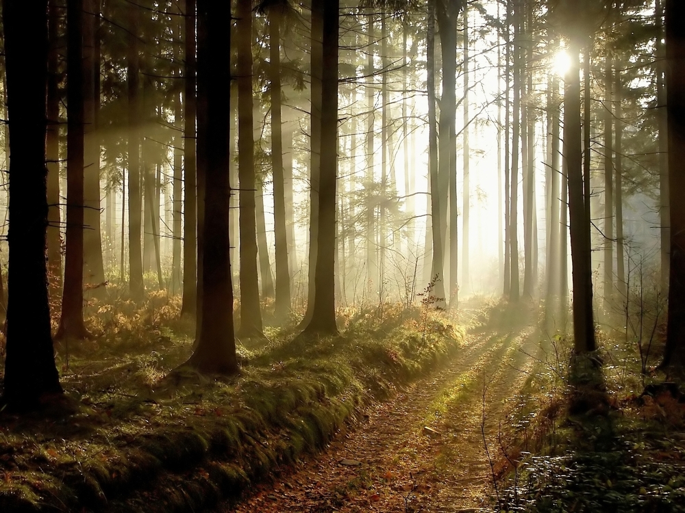 Forest of Trees With Path