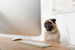 Pug in Front of a Computer