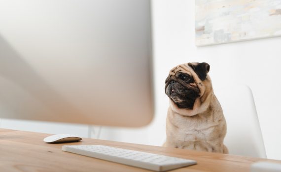 Pug in Front of a Computer